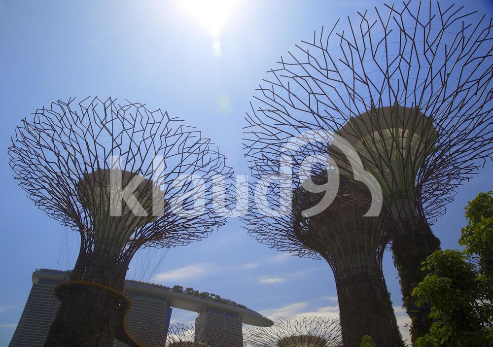 daytime view of supertrees in Singapore