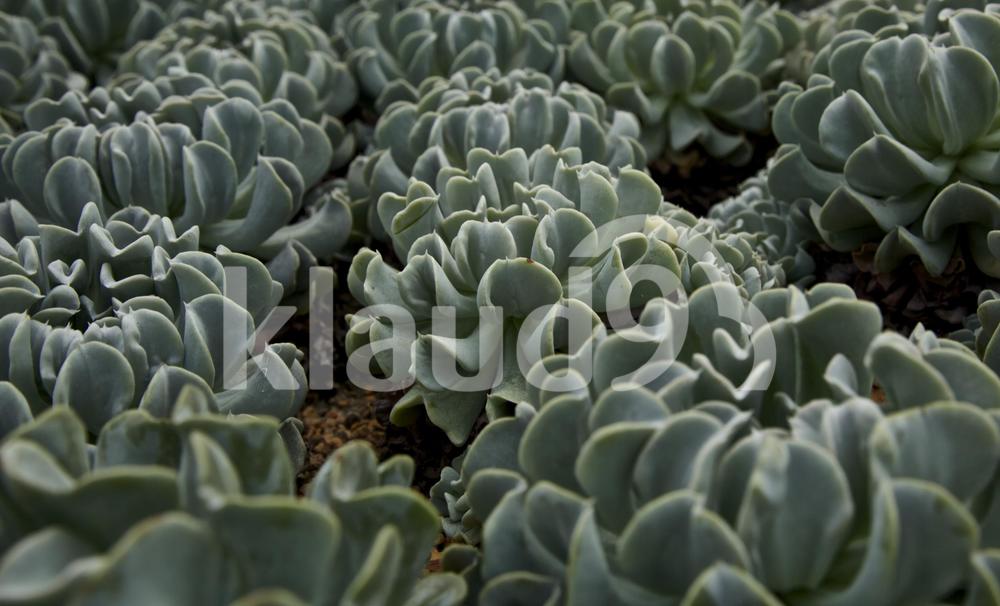 Exotic plants found in flower dome singapore