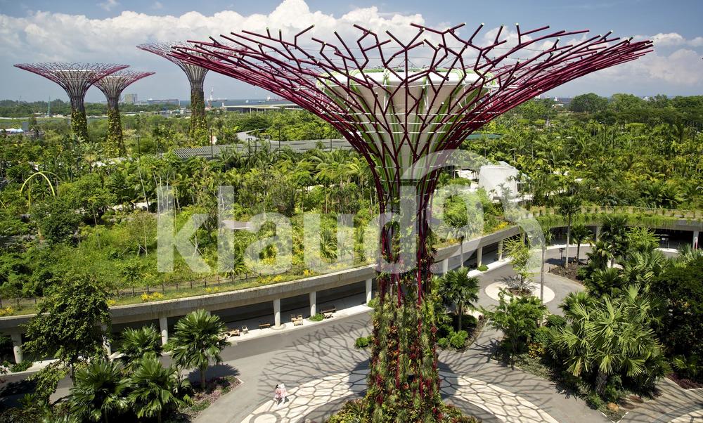 Supertree view from skywalk Gardens by the bay singapore