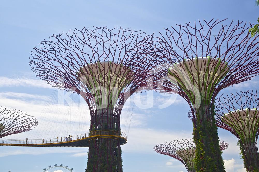 Supertrees at Gardens by the bay singapore