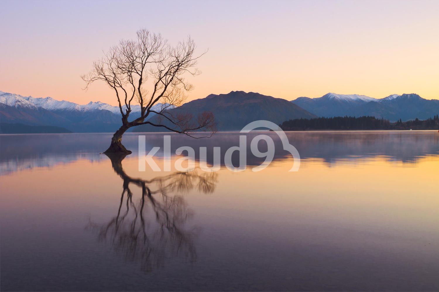 Wanaka Tree at Dawn ...