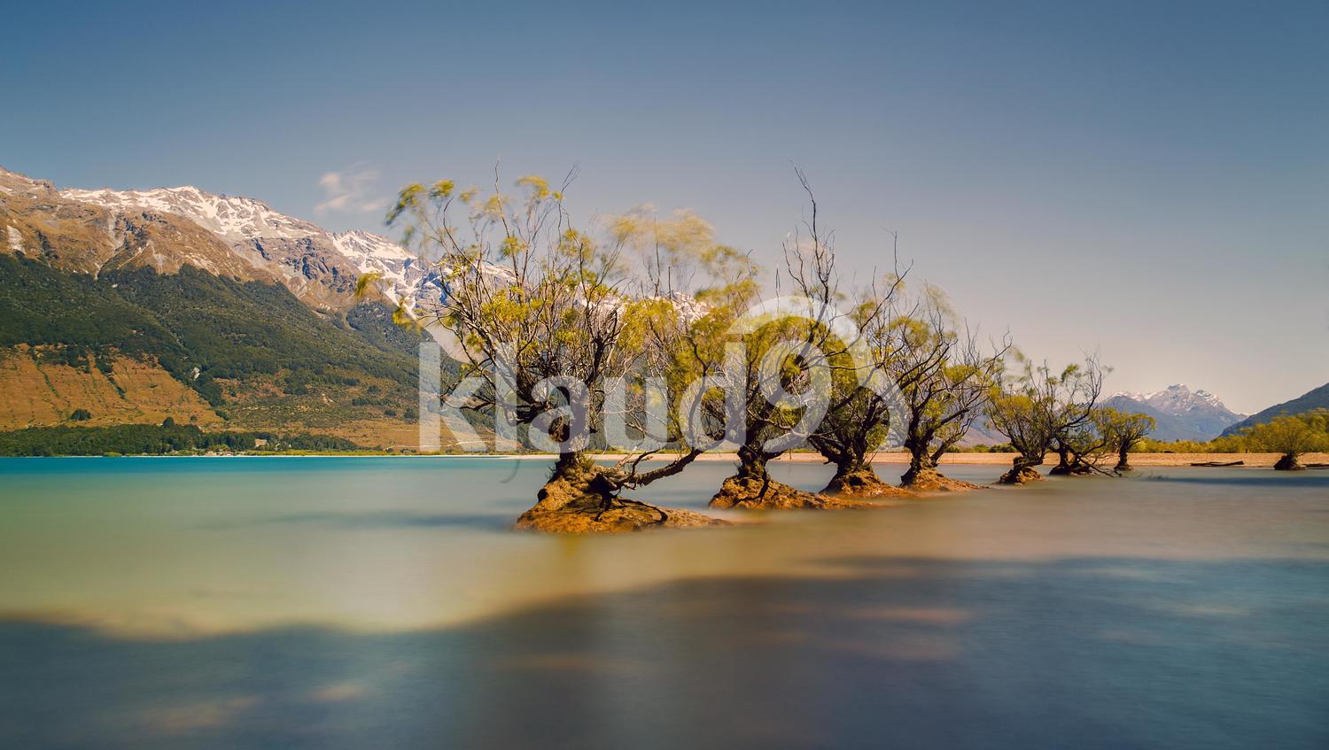 The old willows on the edge of Lake Wakatipu, Glenorchy ...