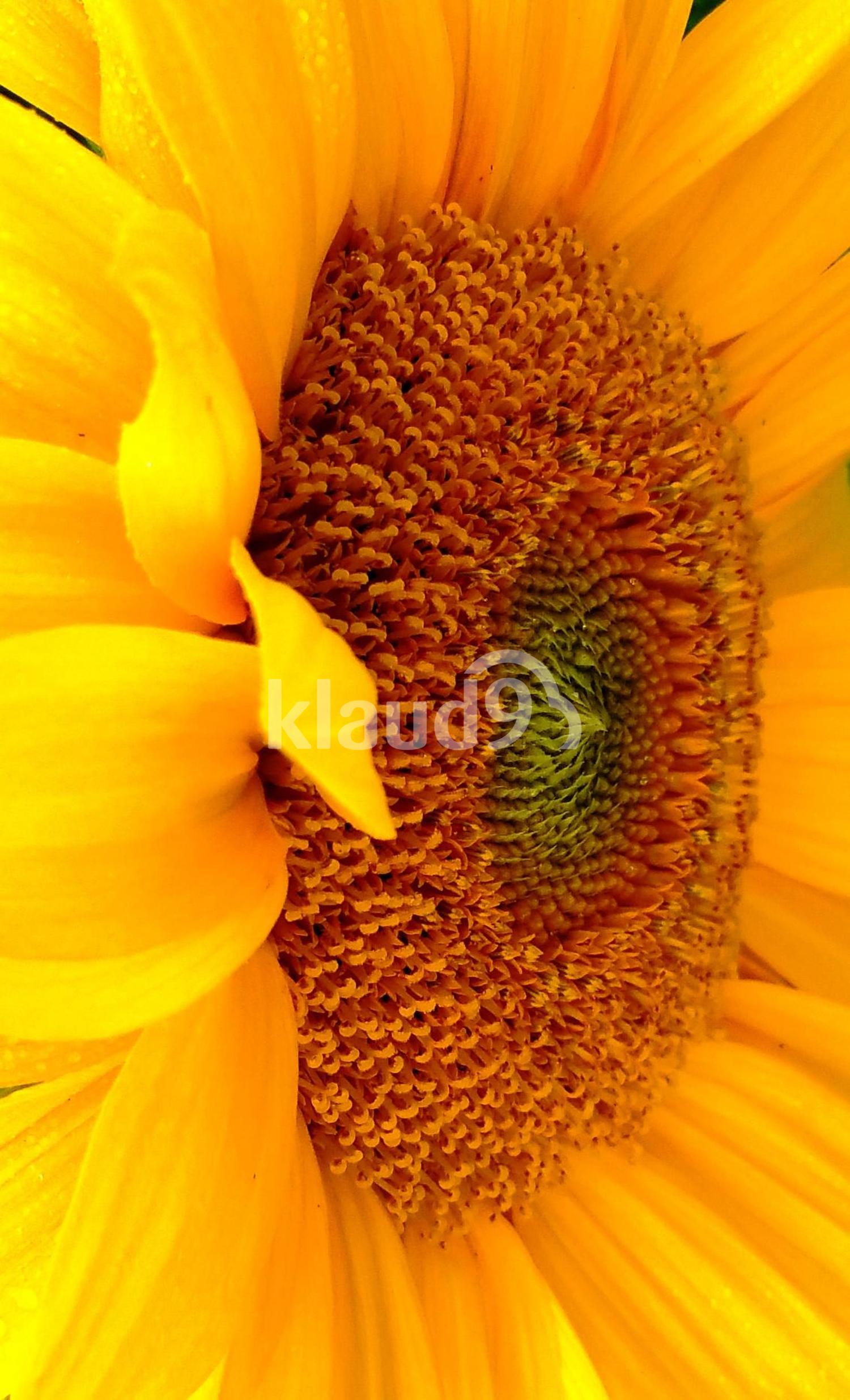 Sunflower  Beauty 