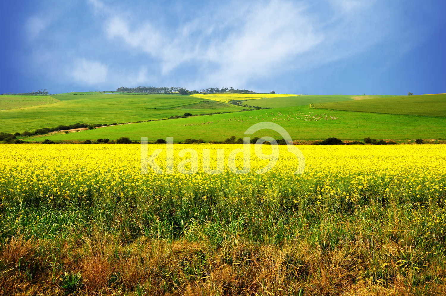 Canola fields