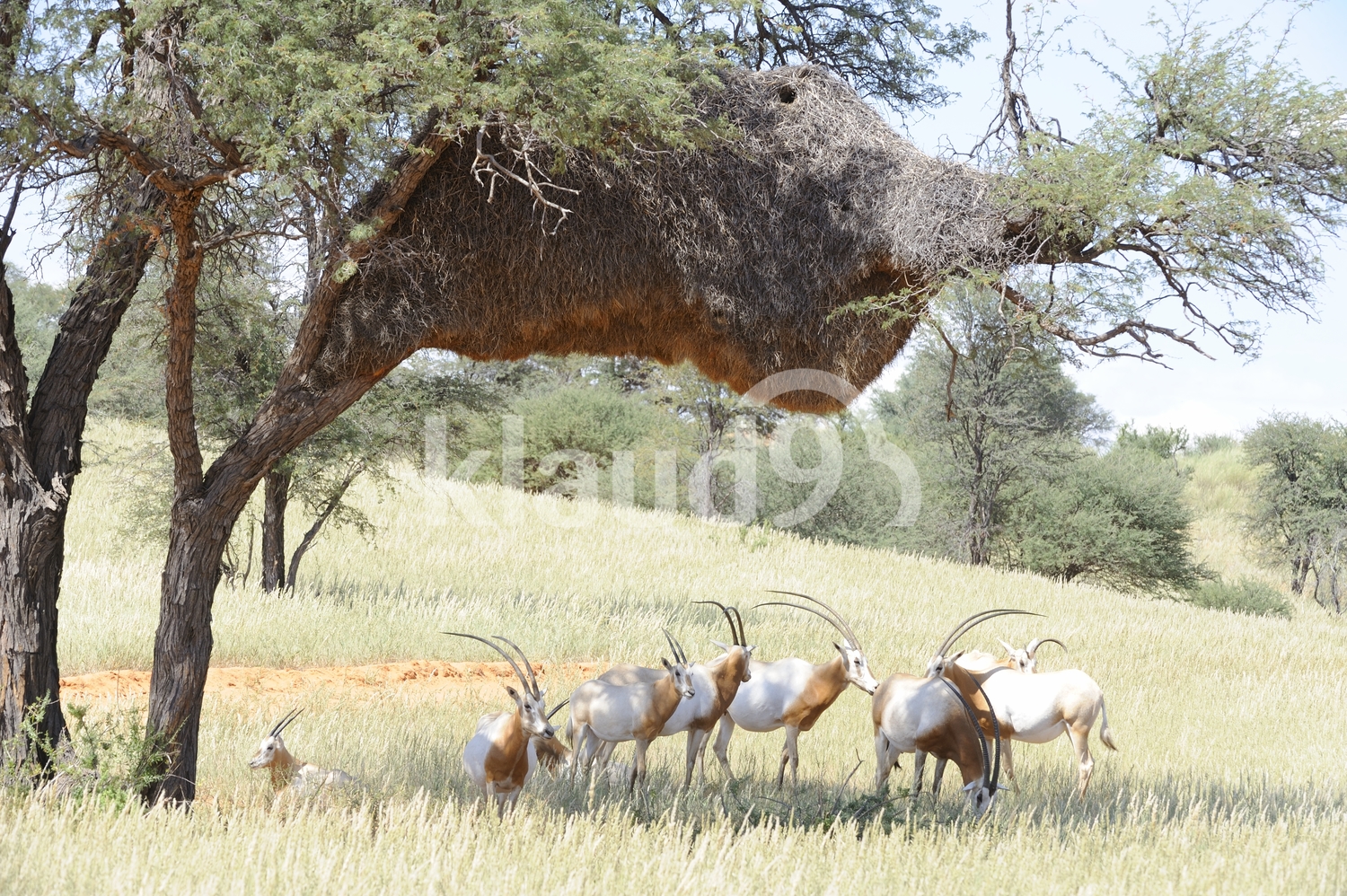 SCIMITAR-HORNED ORYX