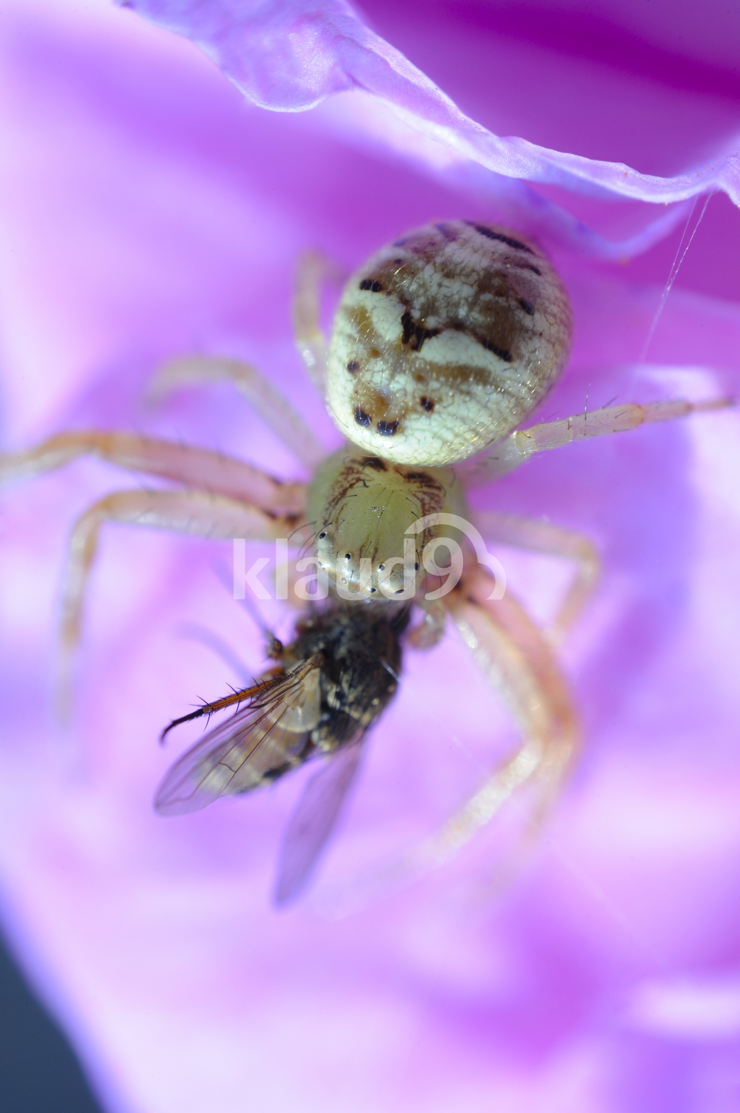 AFRICAN MASK  CRAB SPIDER
