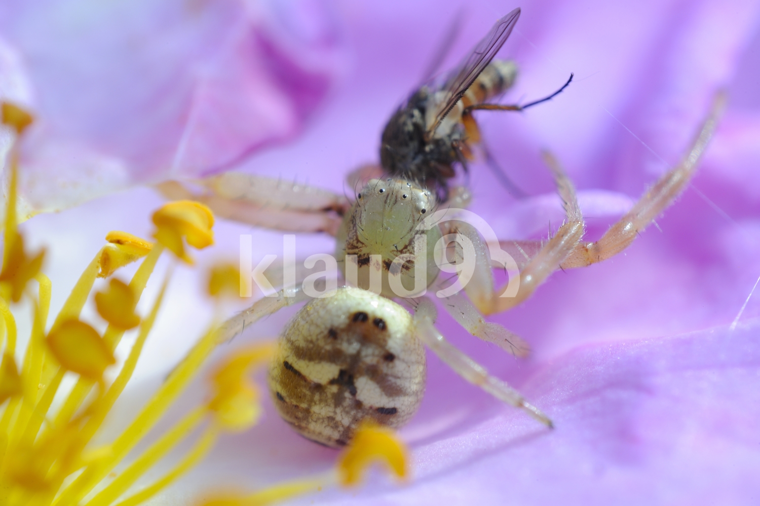 AFRICAN MASK FLOWER CRAB SPIDER