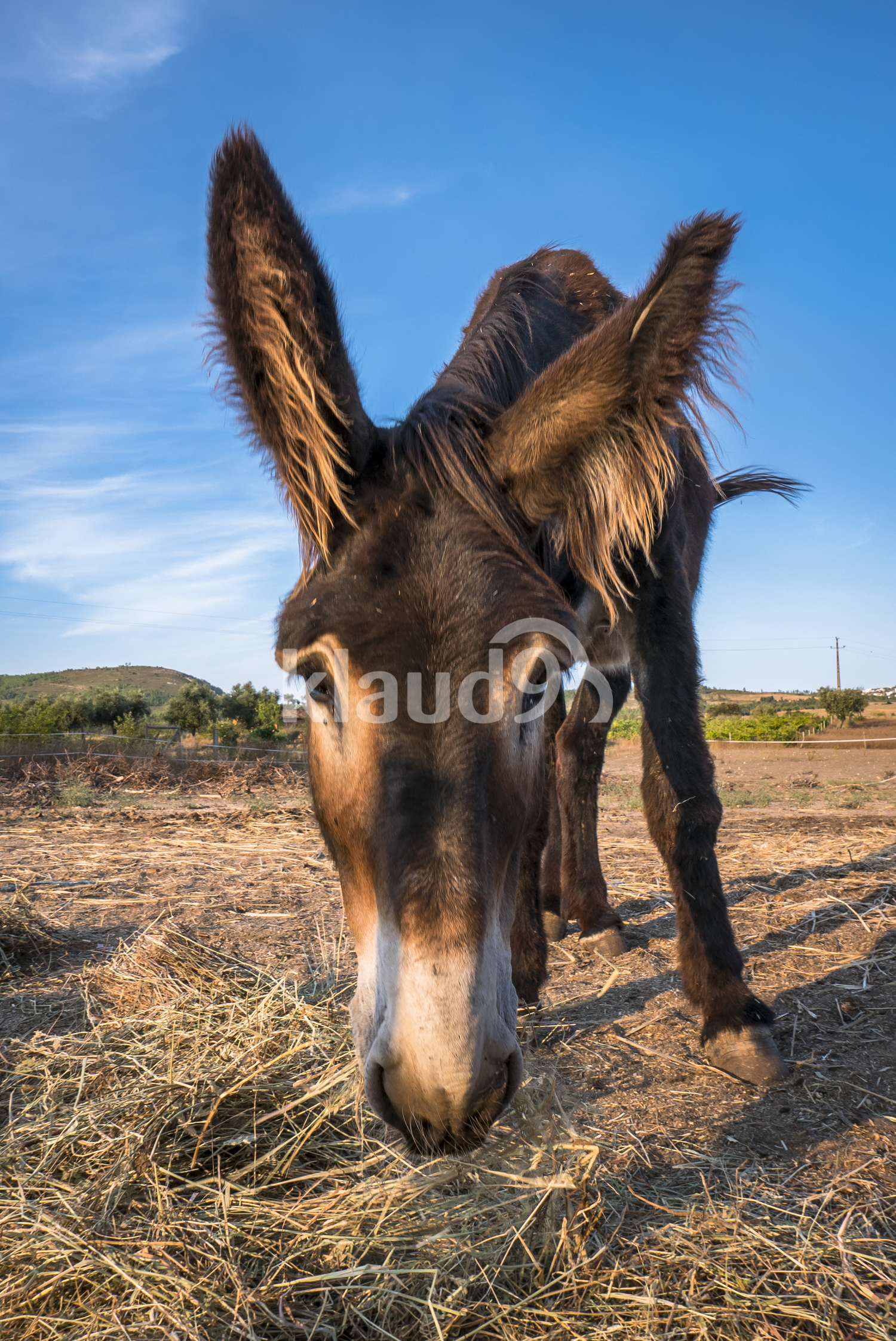 Muzzle donkey