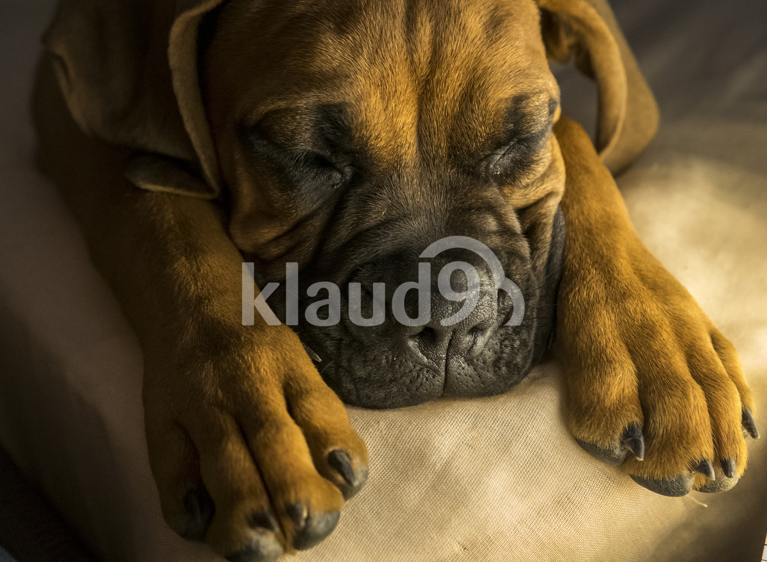 Boxer dog falling asleep