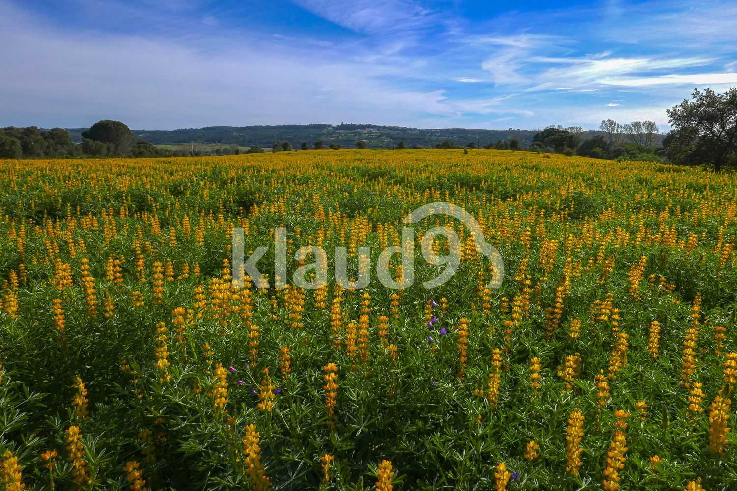 Landscape with lupine and blue sky