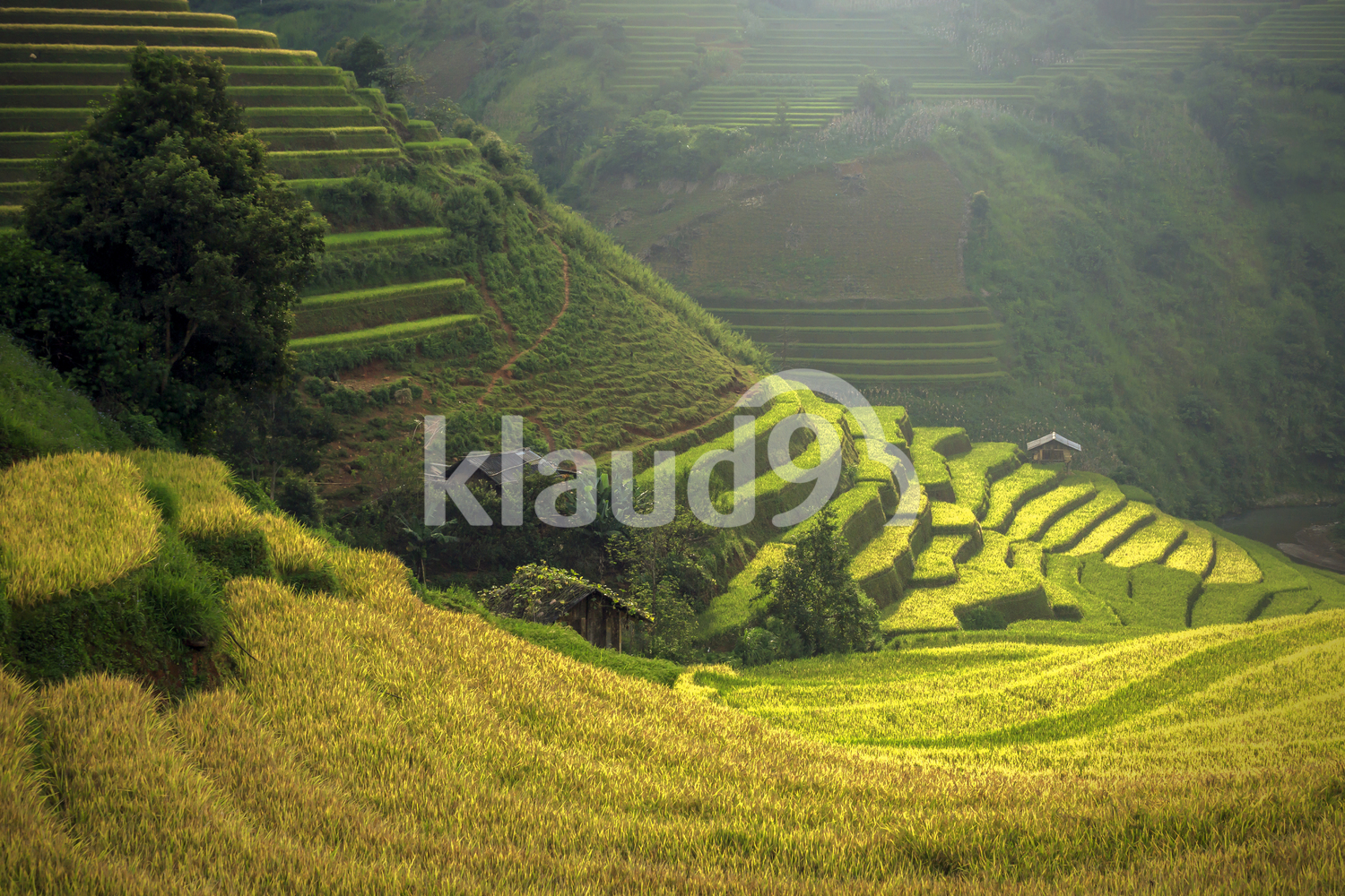 Beautiful Rice Terraces, South East Asia,Yenbai,Vietnam
