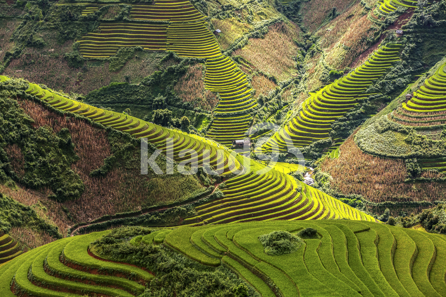 Amazing view of Rice fields on terraces of Mu Cang Chai, YenBai, Vietnam.