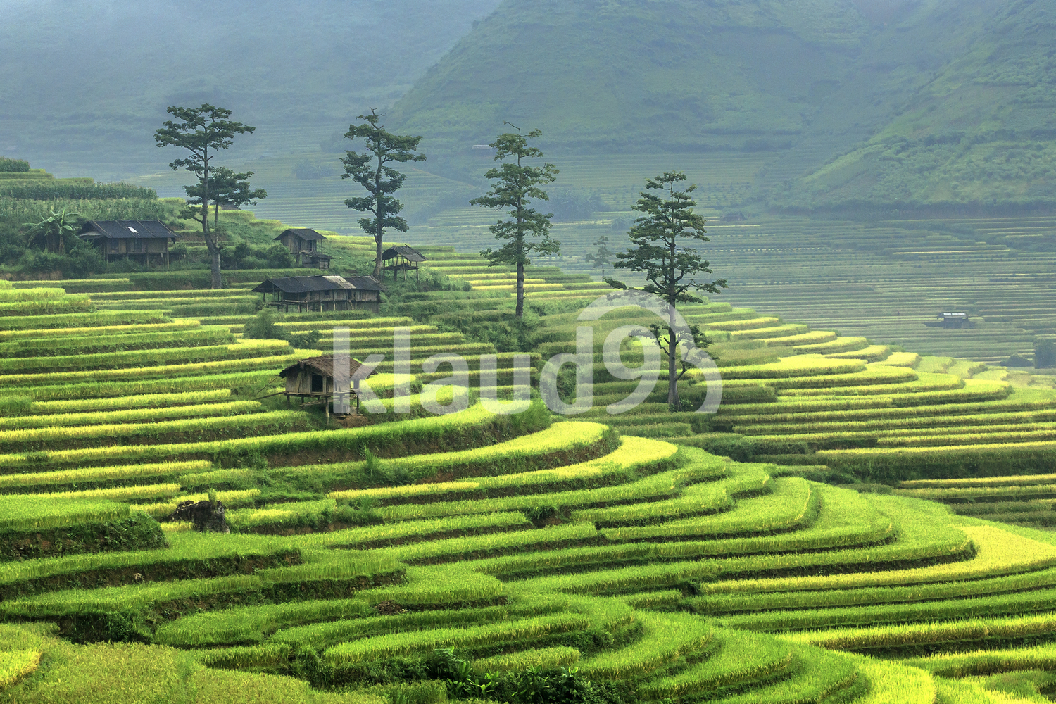 Amazing symmetrical Terraced Rice fields ,Tu Le, YenBai, Vietnam.
