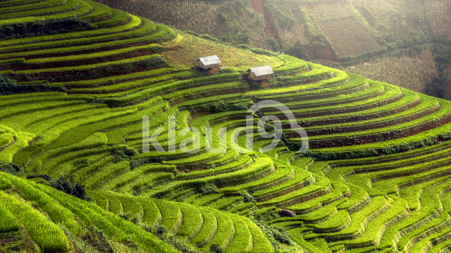 Dynamic aerial view of terraced Rice fields on Mu Cang Chai, YenBai, Vietnam