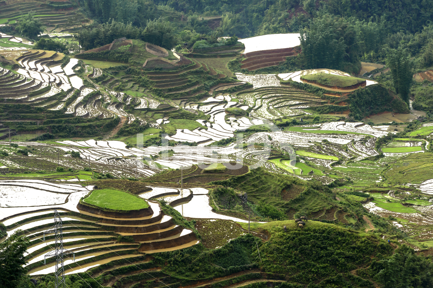 Wet Rice terraces in sapa District, Lao Cai Province, Northwest Vietnam.