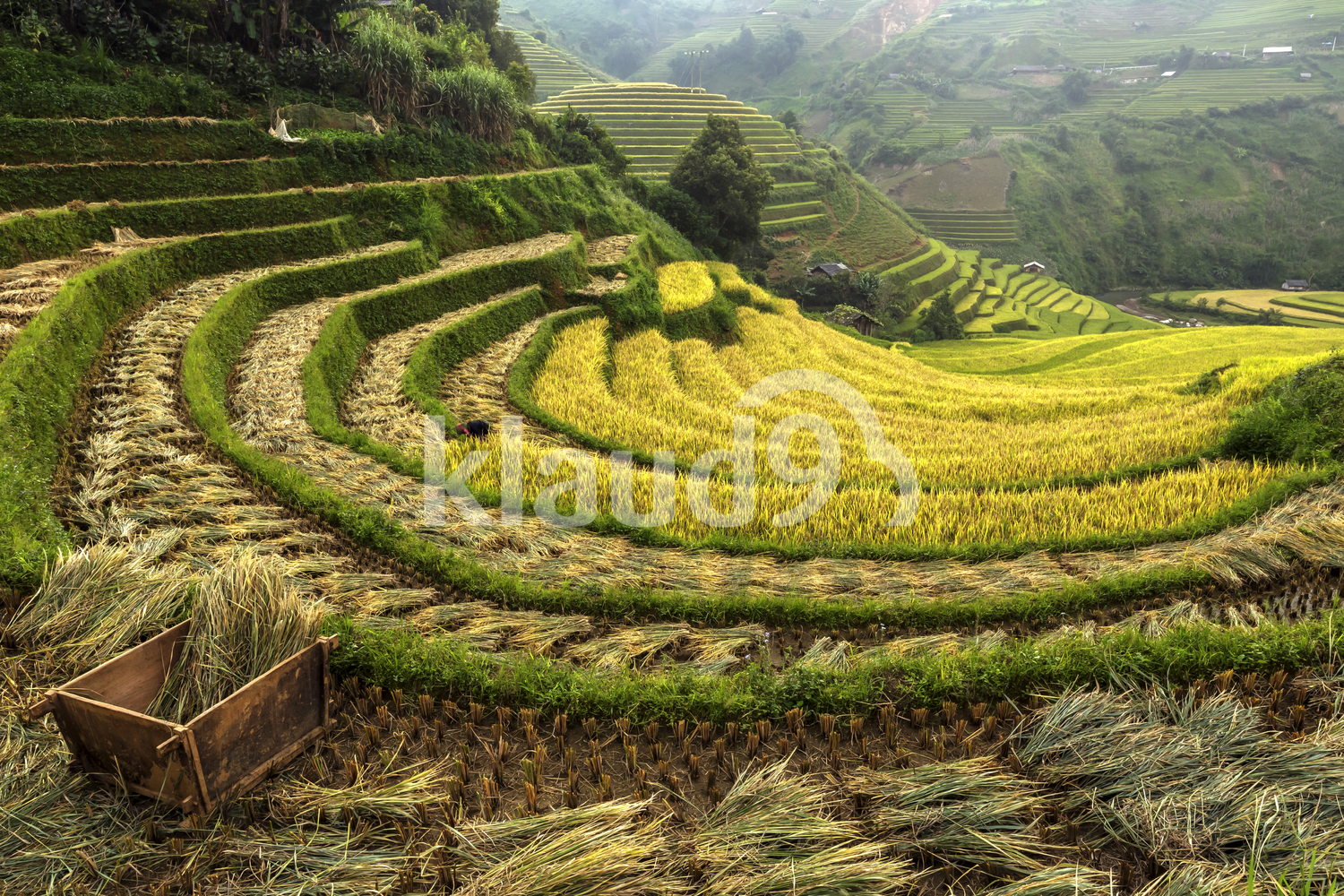 Beautiful rice terraces of Mu Cang Chai, YenBai, Vietnam. 