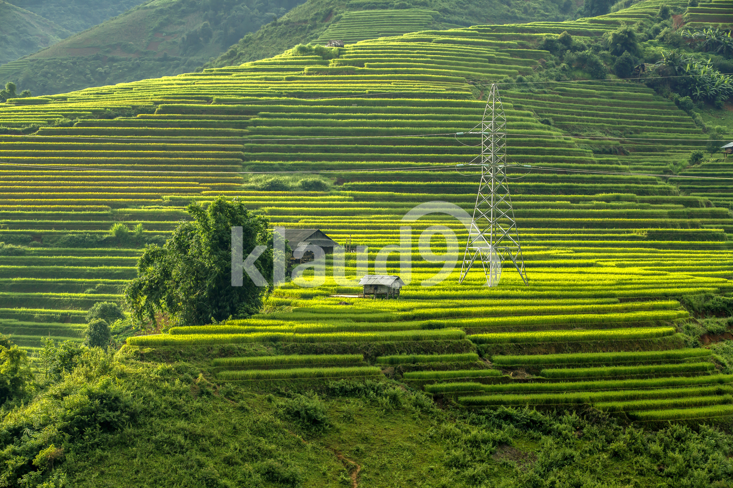 Symmetrical Rice terraces in Asia, mu cang chai,Vietnam