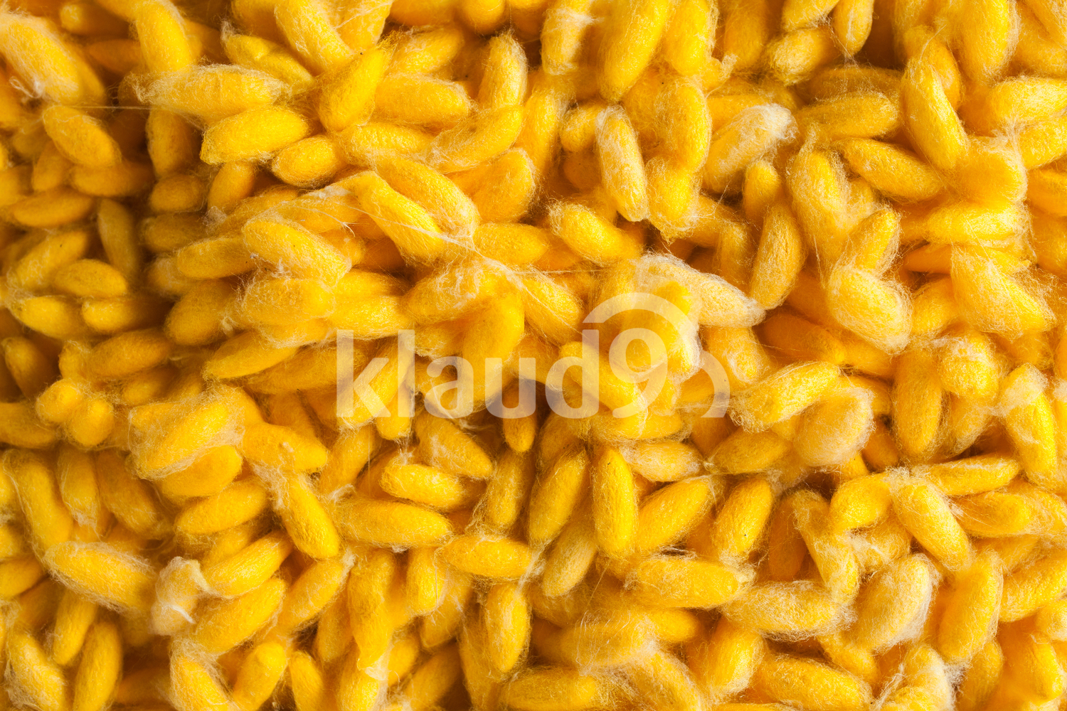 yellow silkworm cocoon ,Sakonnakhon,Thailand