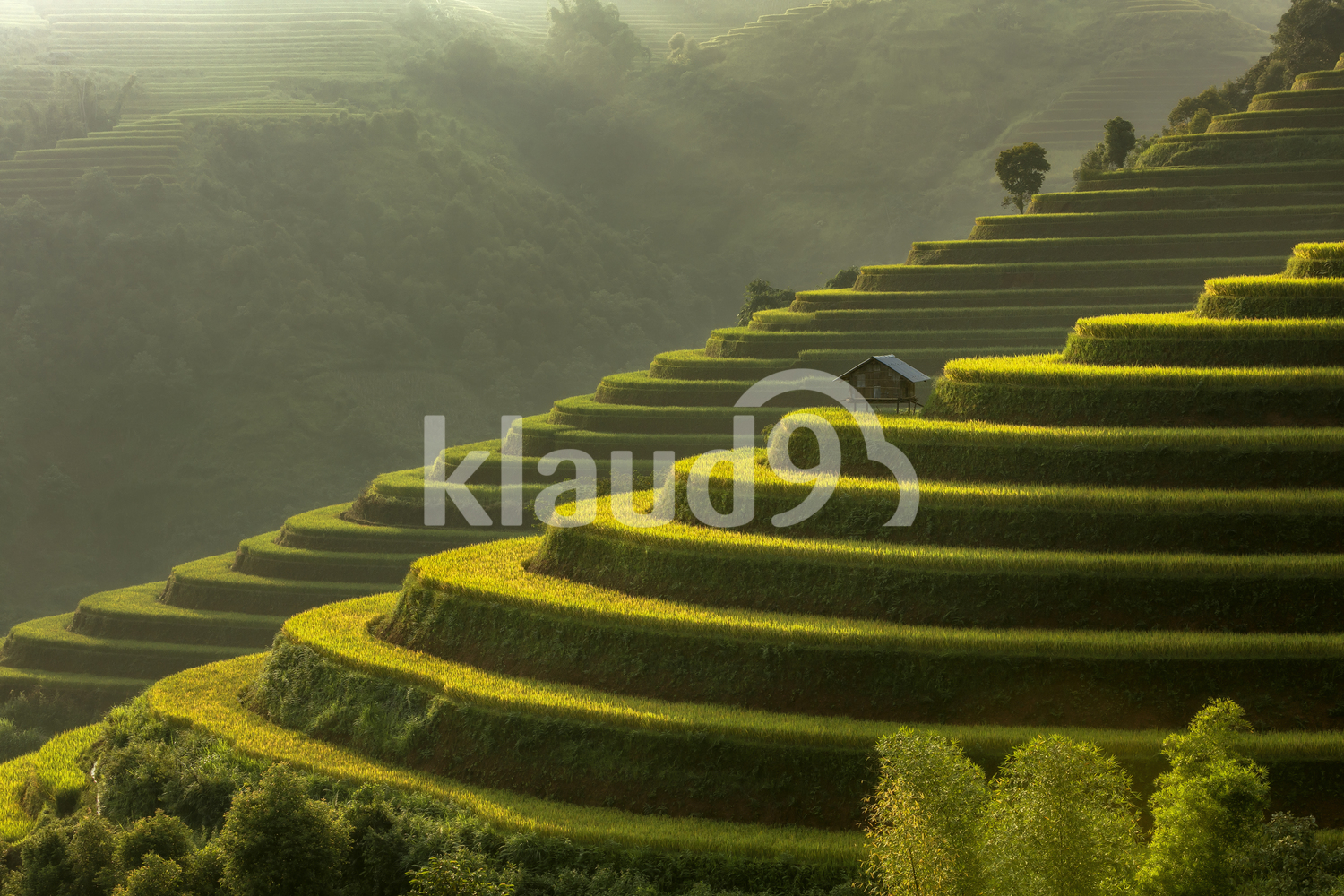 Terraced Rice fields of Mu Cang Chai, YenBai, Vietnam. Rice fields prepare the harvest at Northwest Vietnam