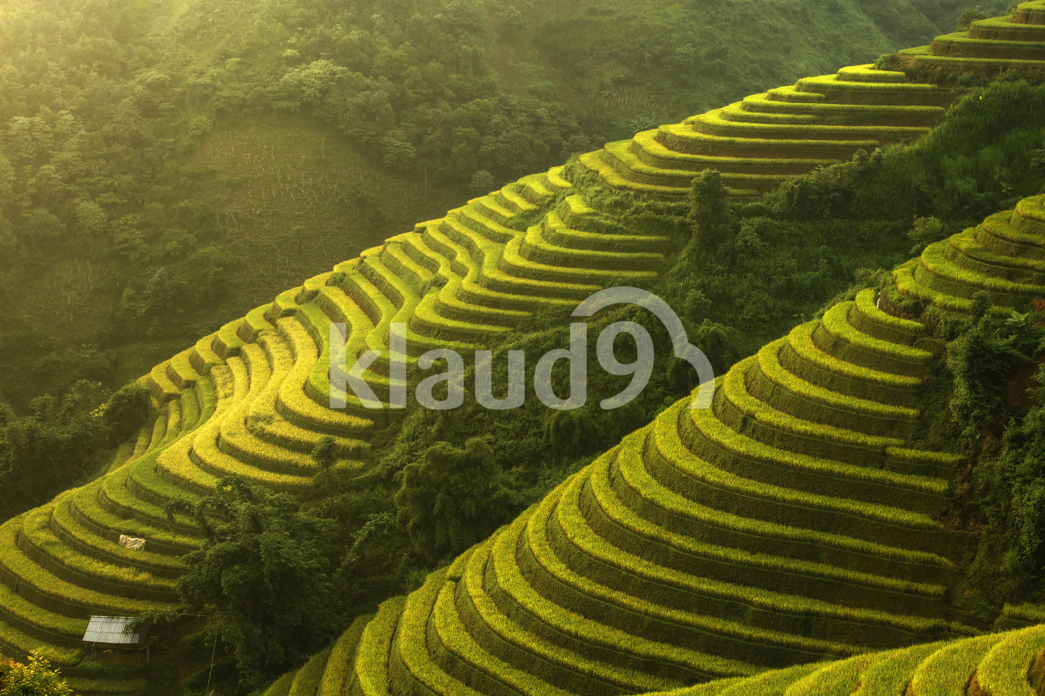 Aerial view of beautiful Rice Terraces, South East Asia,Yenbai,Vietnam