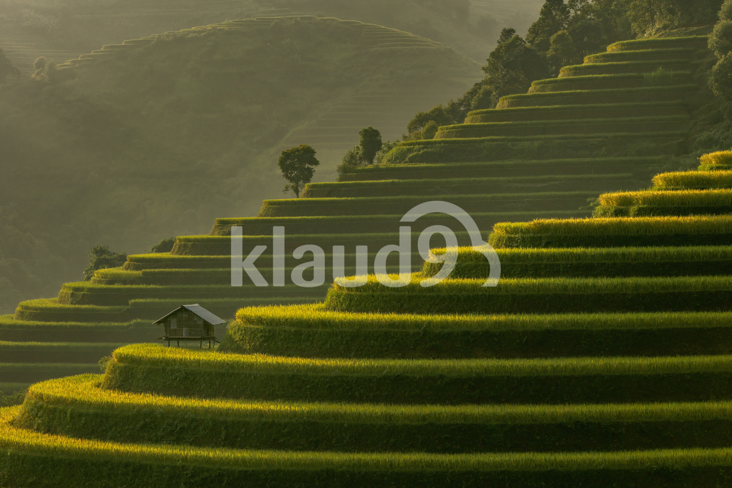 Beautiful Rice Terraces, South East Asia,Yenbai,Vietnam