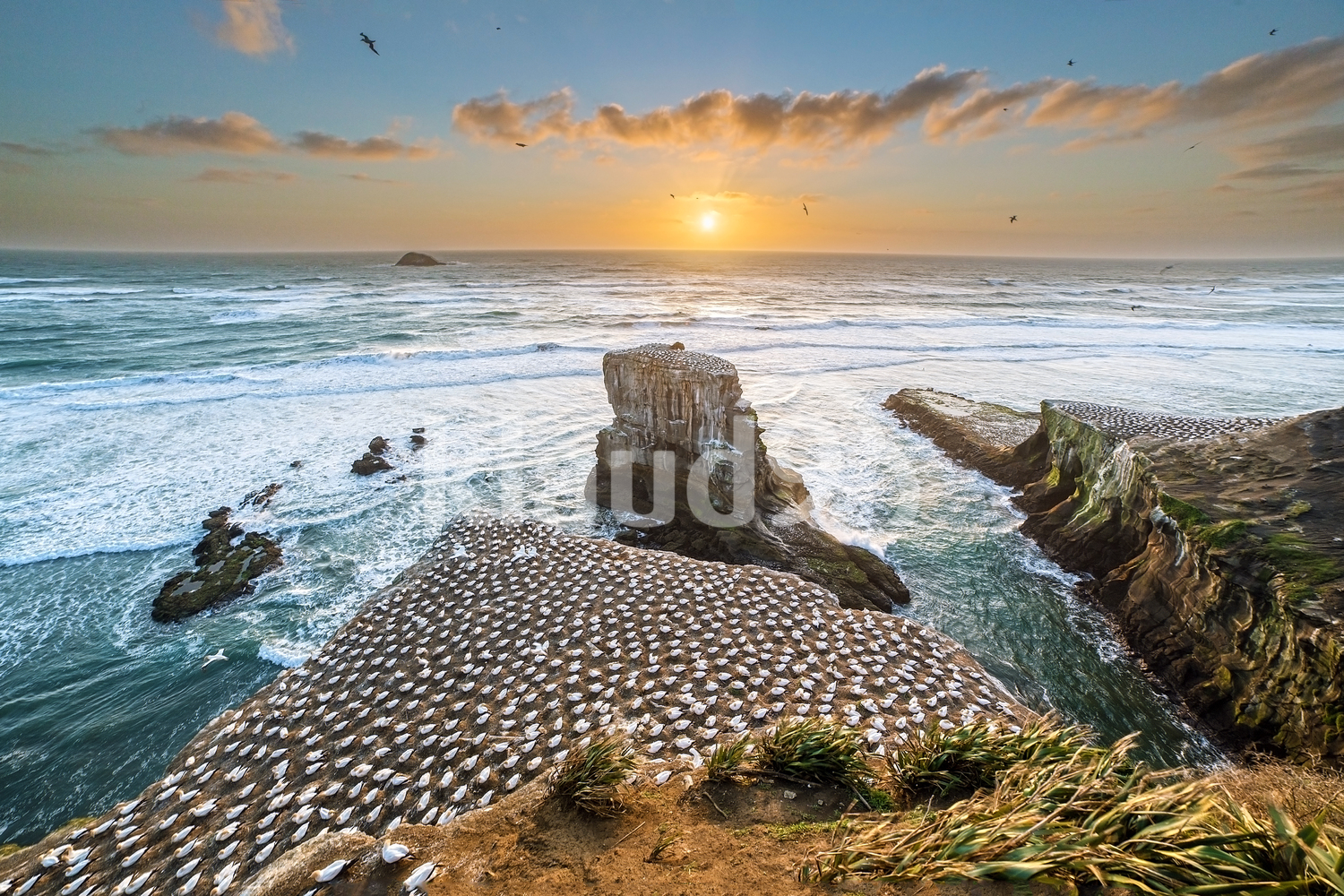 Dusk at Muriwai, West Coast New Zealand
