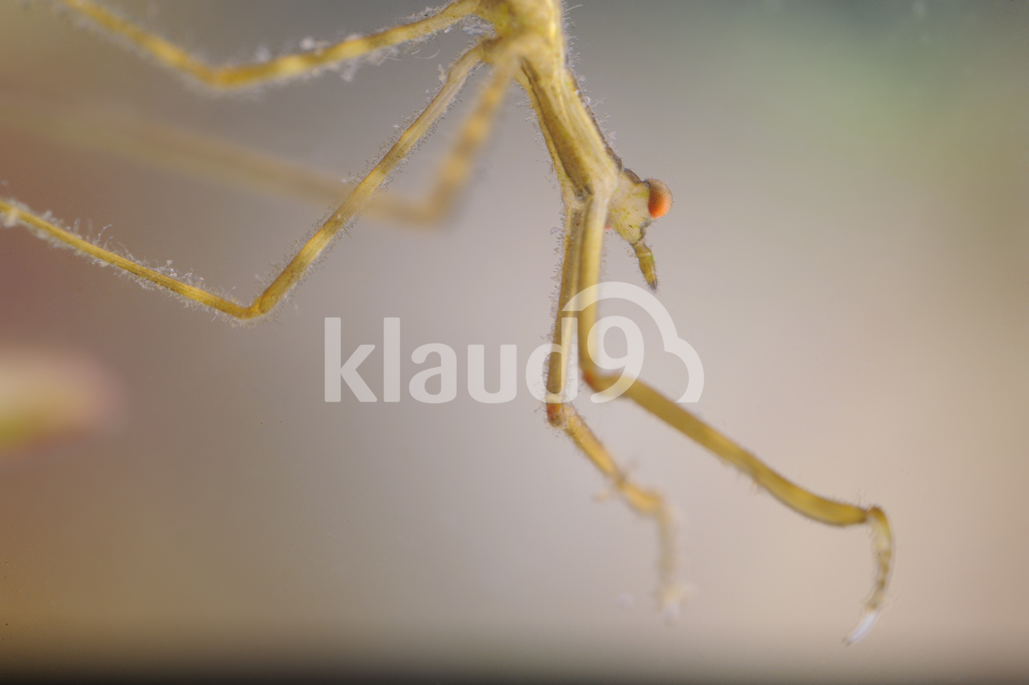 Close up of water Scorpion