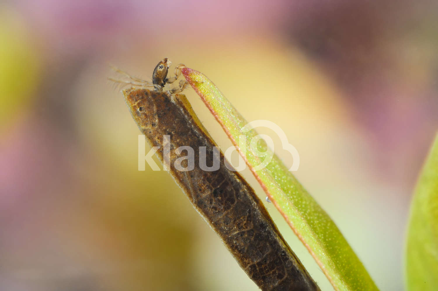 Close up of leaf case caddis