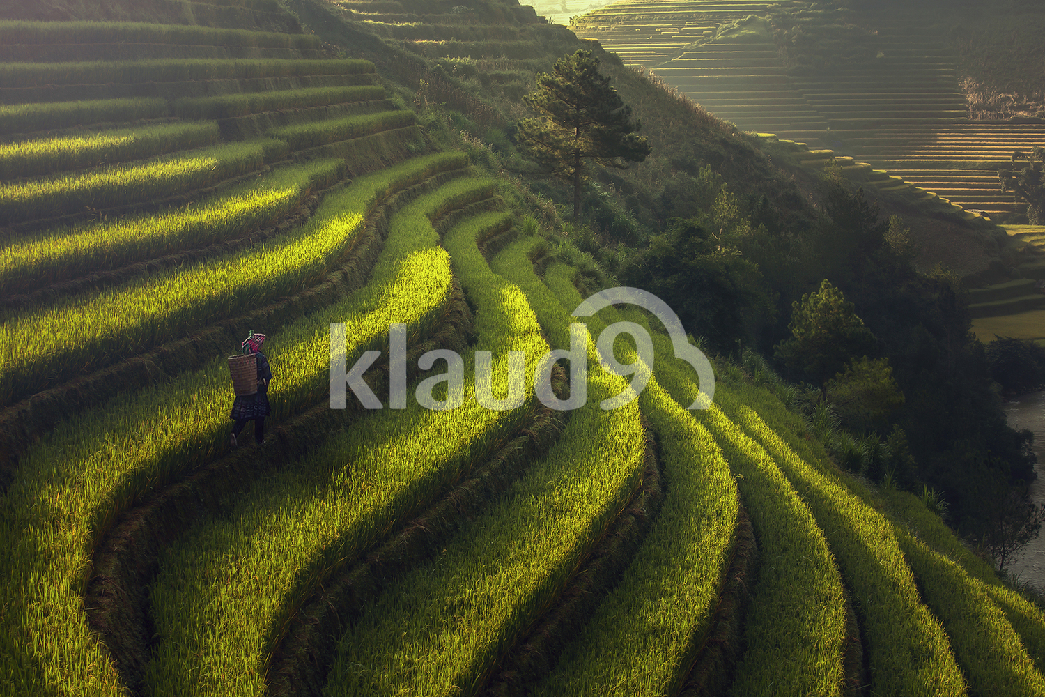 Beautiful Rice Terraces, South East Asia,Yenbai,Vietnam
