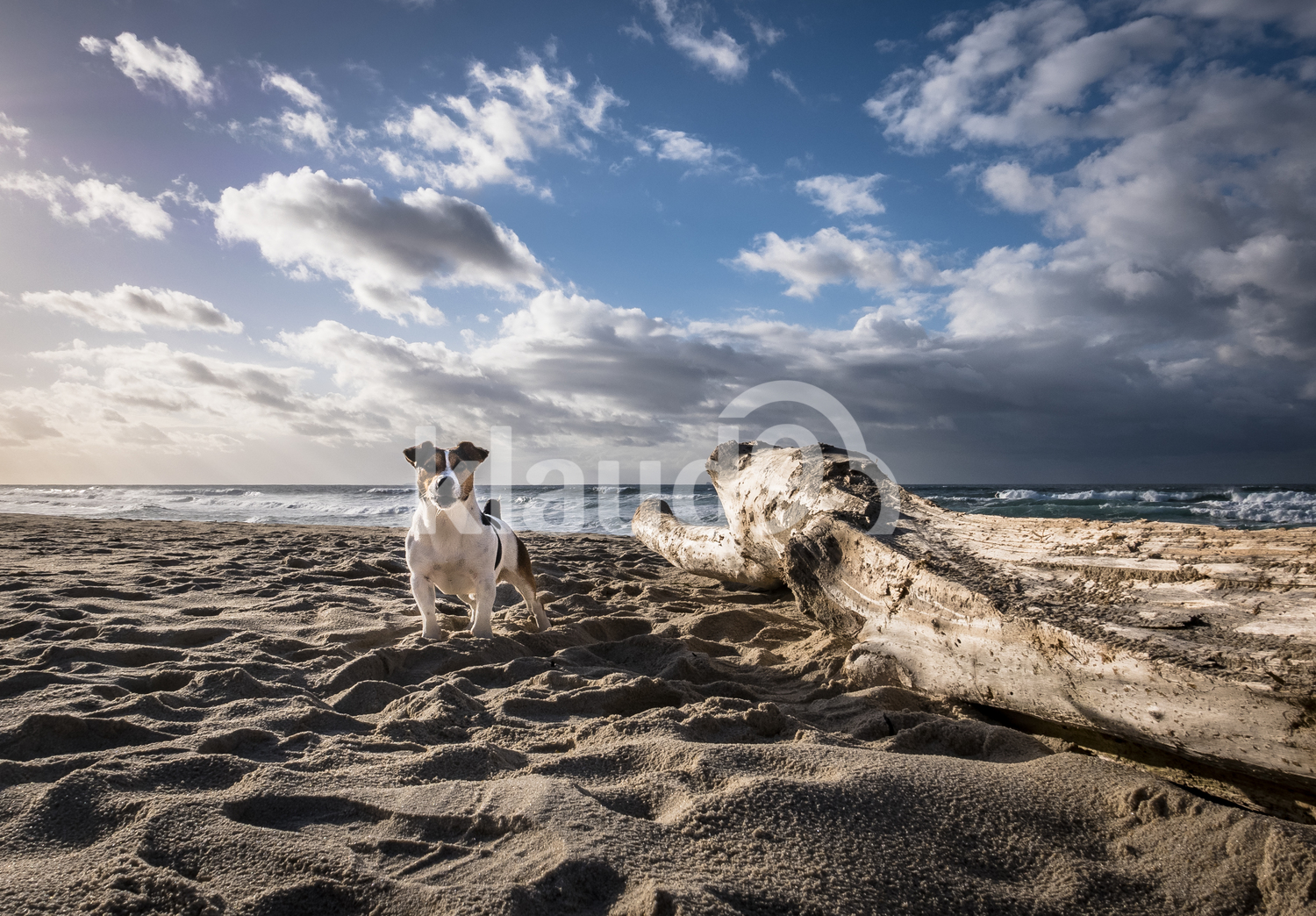 Dog at the beach