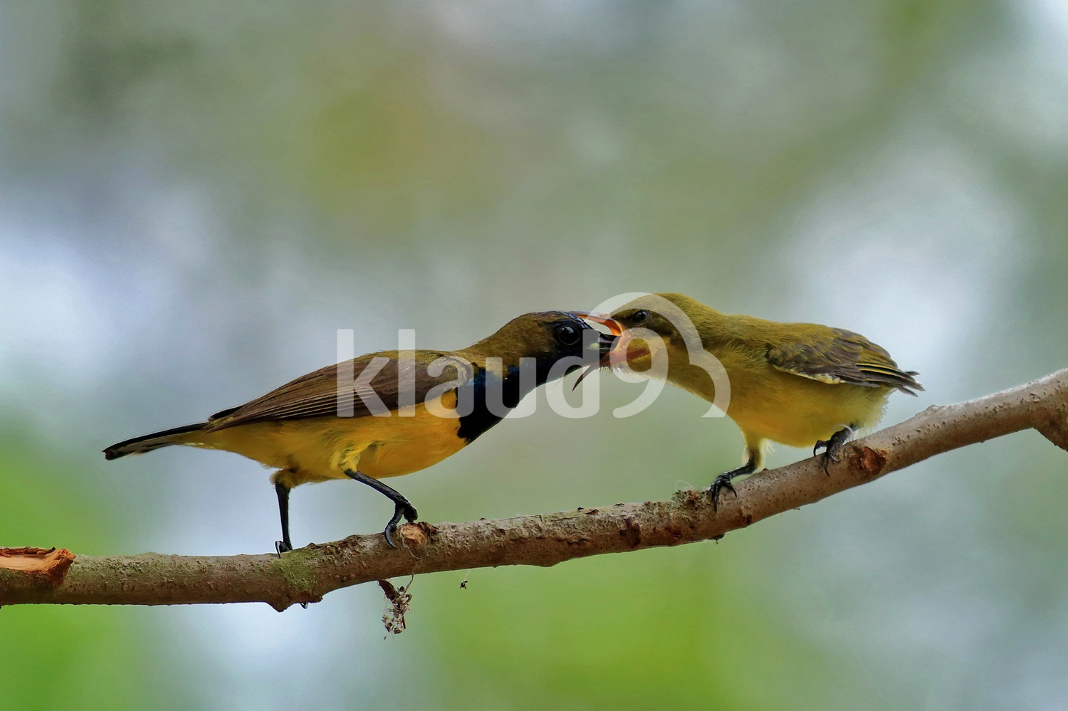Birds feeding