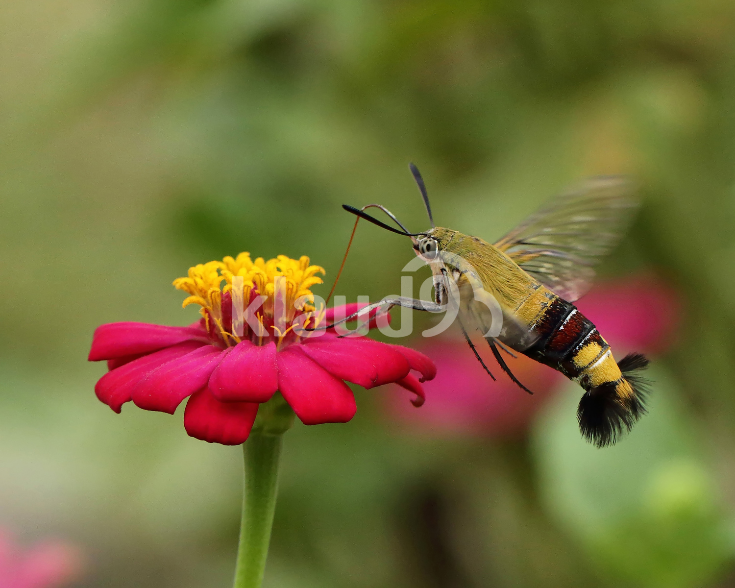 Humming Bird