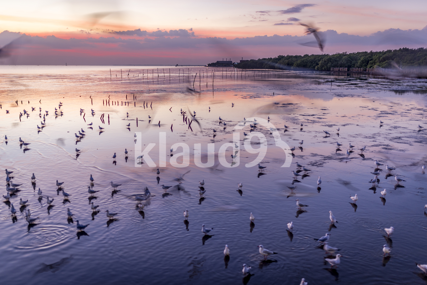 Beautiful pack of seagulls at dawn