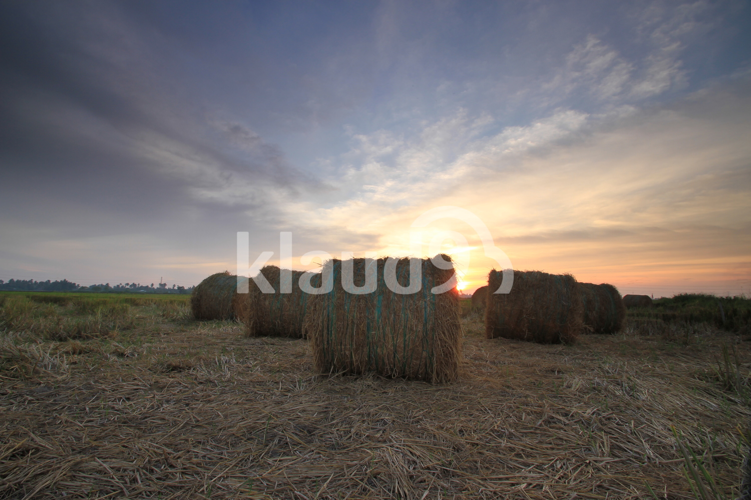 Paddy Straw