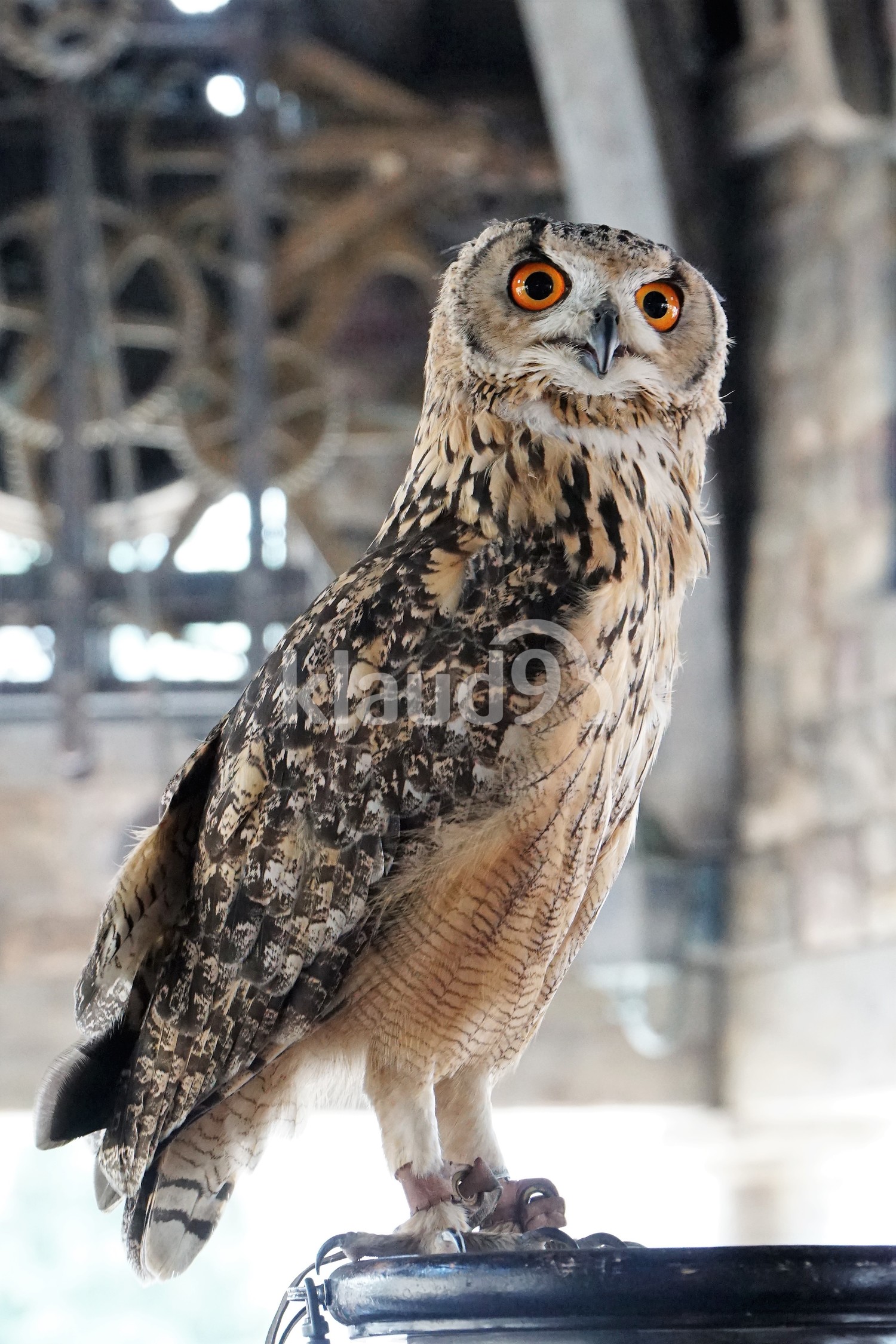 Owl