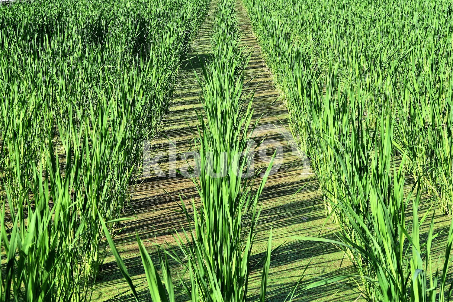 Farm 