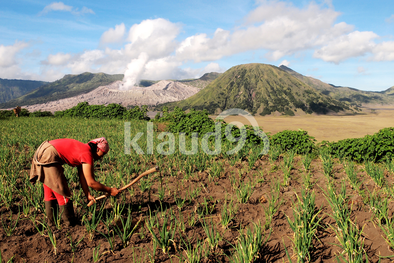 Planting Onions in Bromo