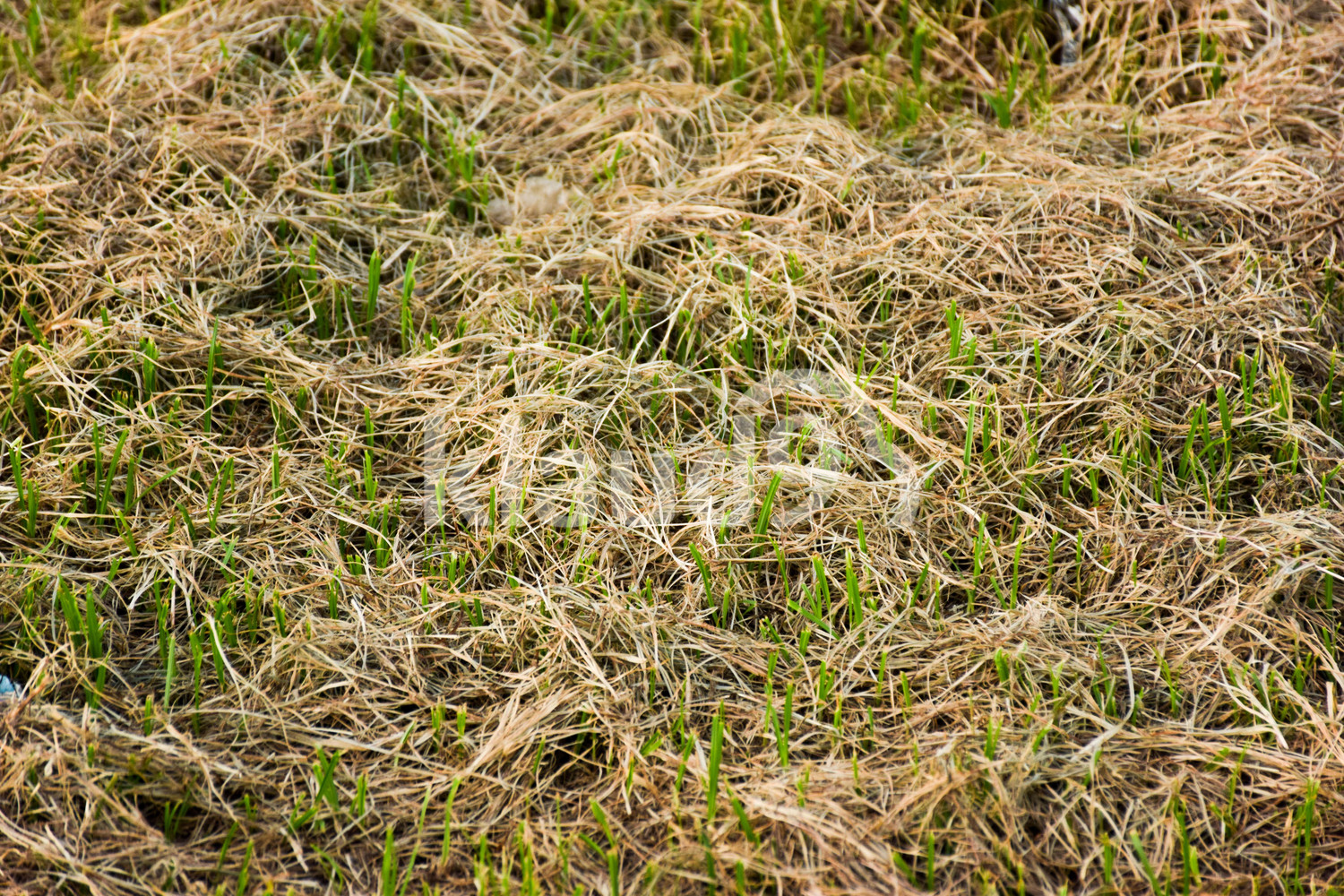 New Grass