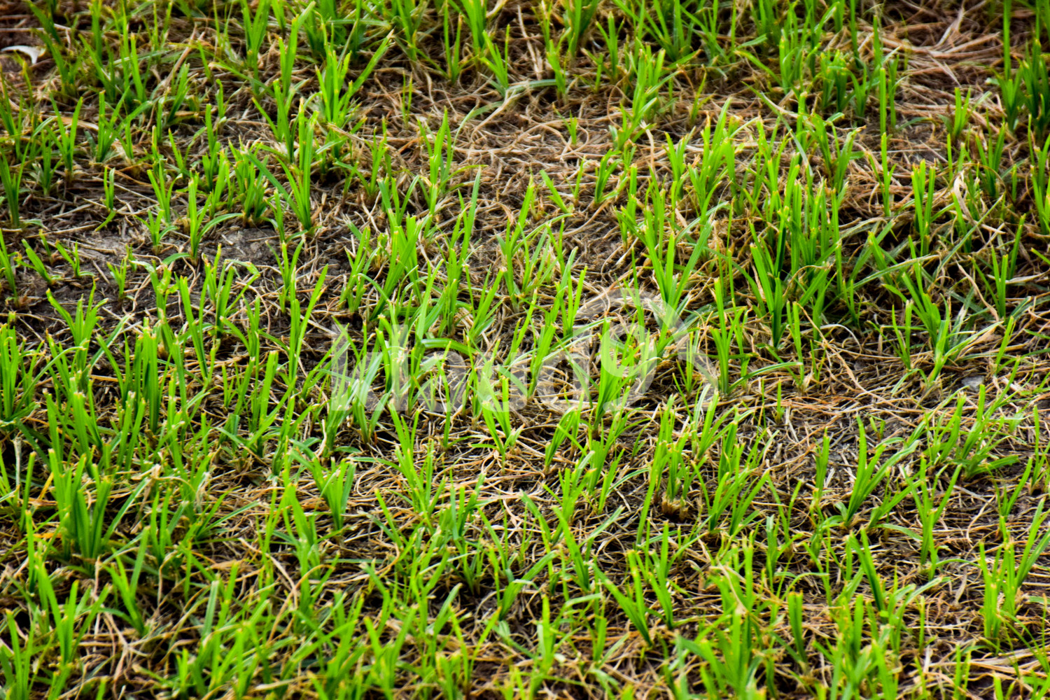 Green Grass