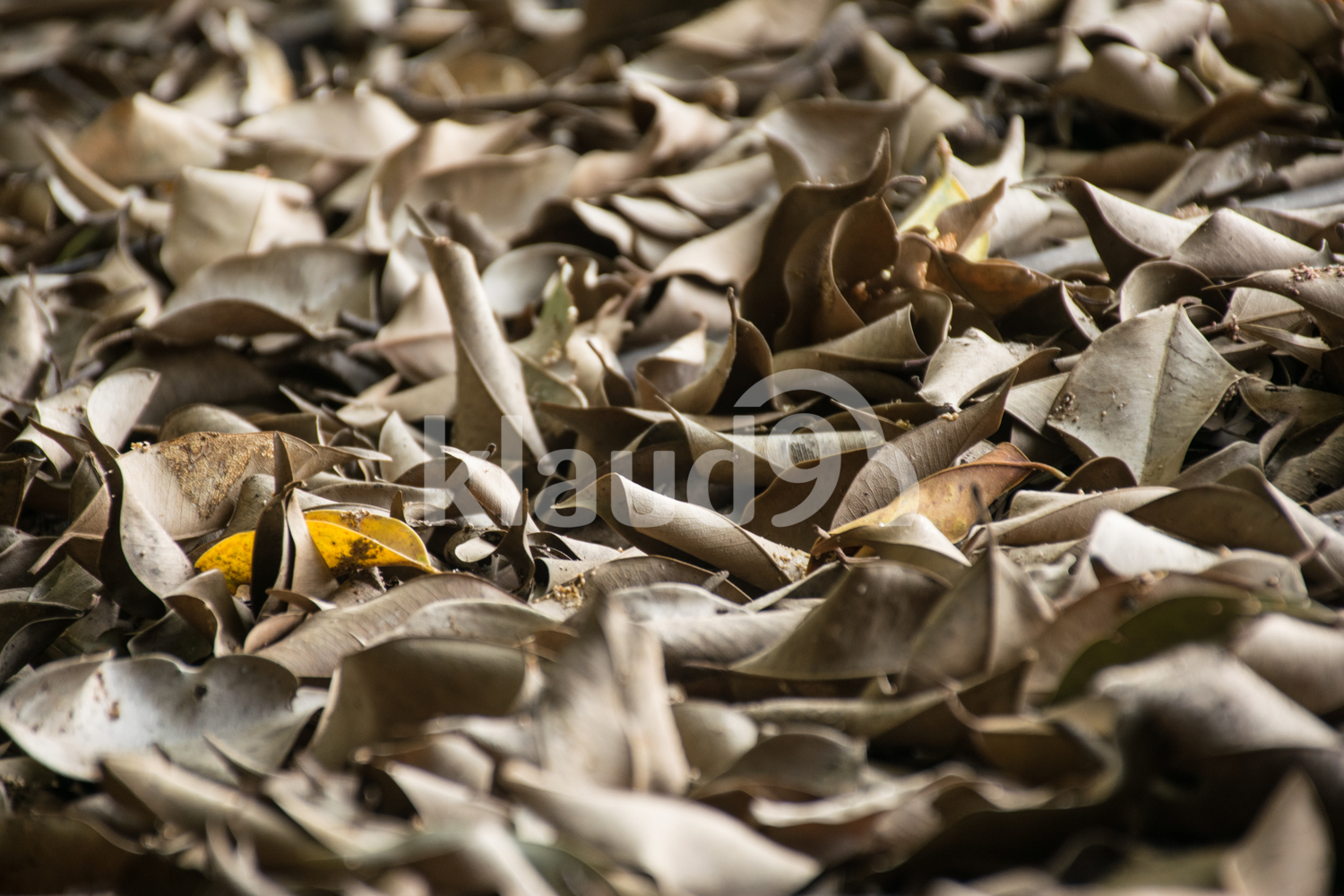 Brown Leaves