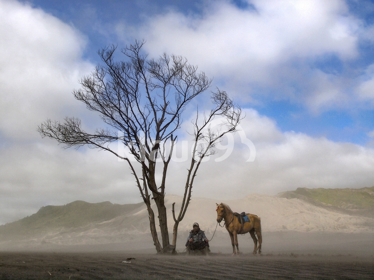 Last Tree Standing in Bromo