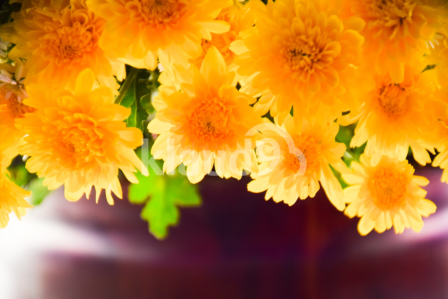 Beautiful Chrysanthemum 