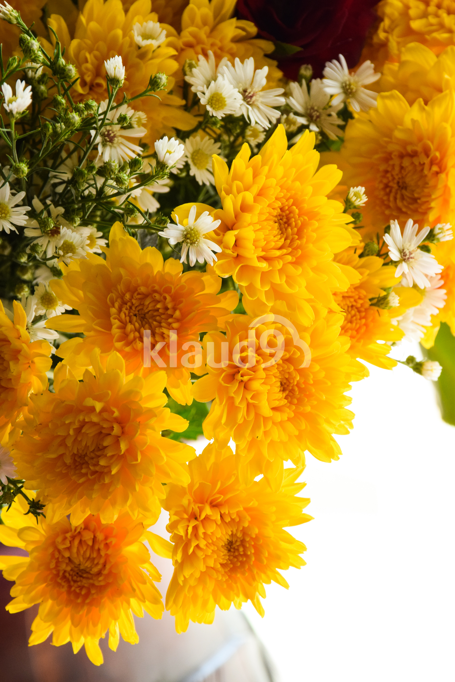 Chrysanthemum flowers