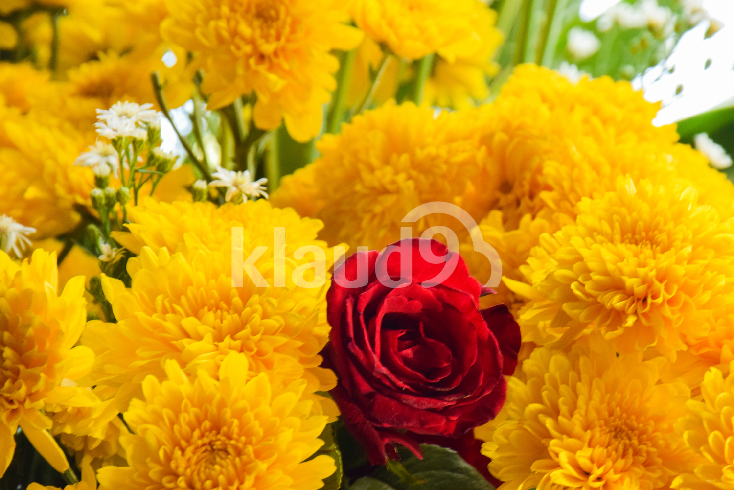 Chrysanthemum flowers and a rose