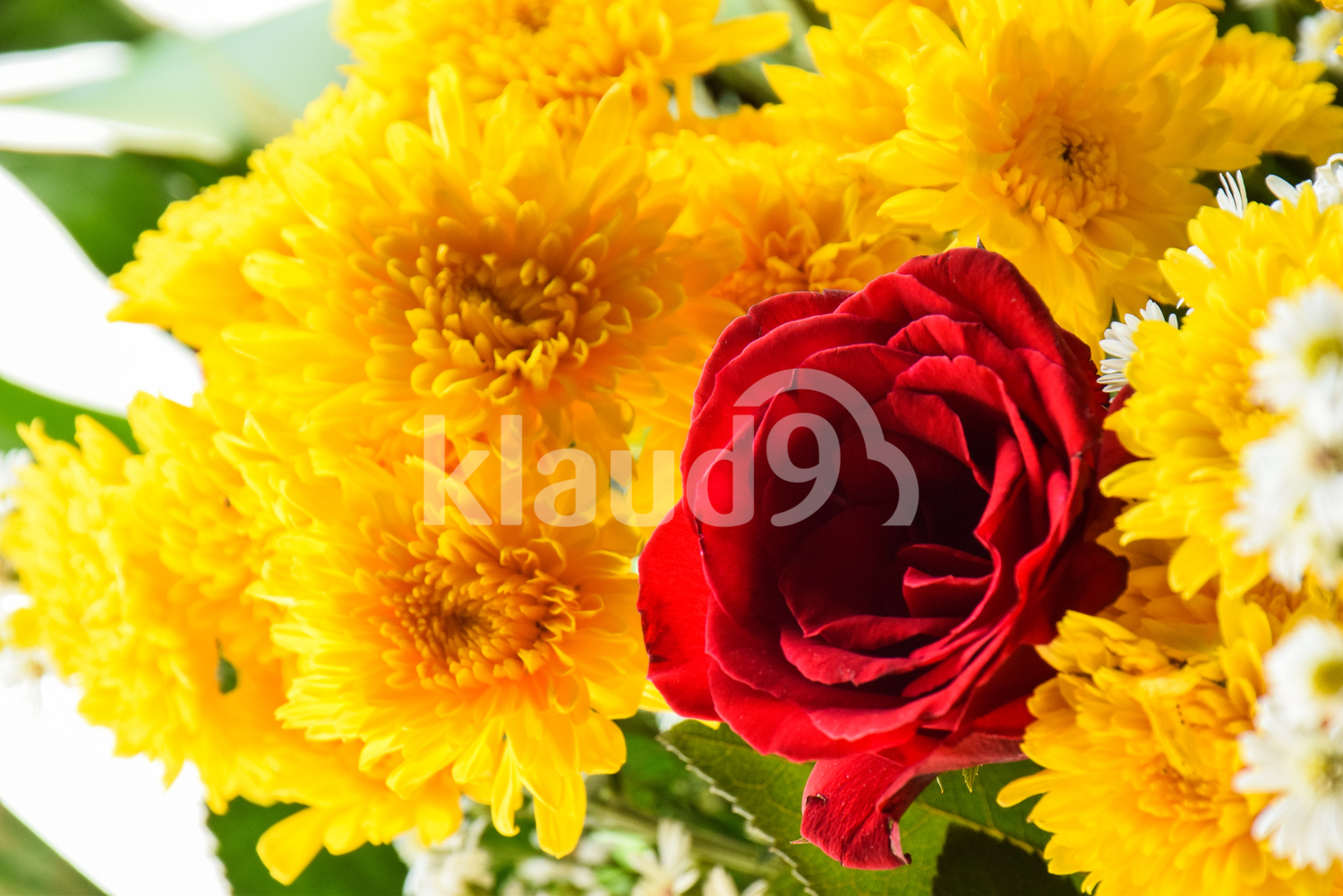 Chrysanthemum flowers and a rose