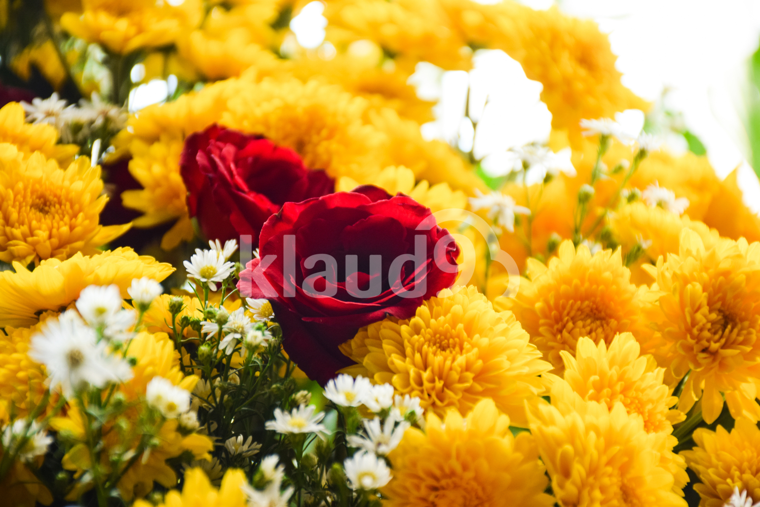 Beautiful chrysanthemums and roses