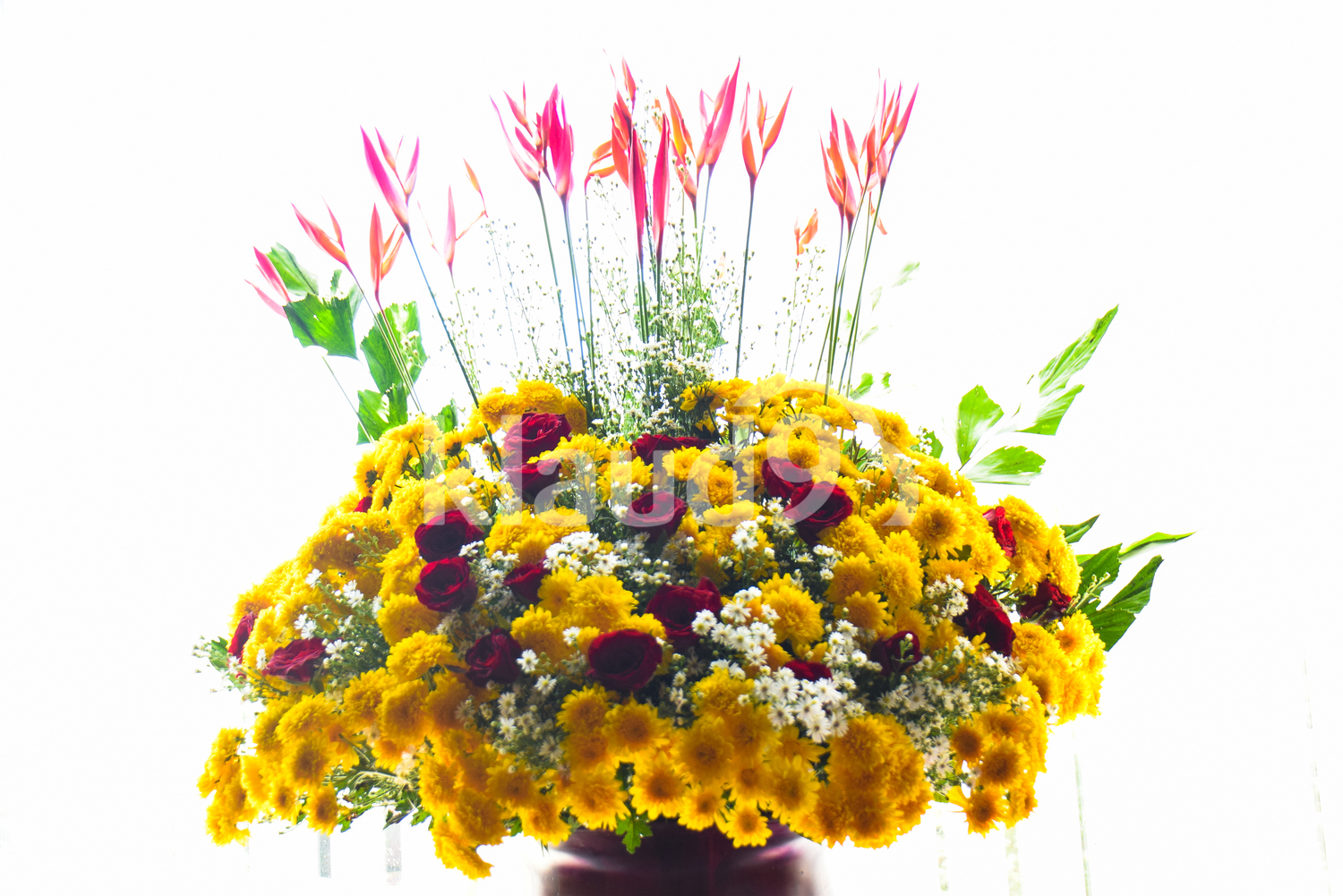 Beautiful flowers