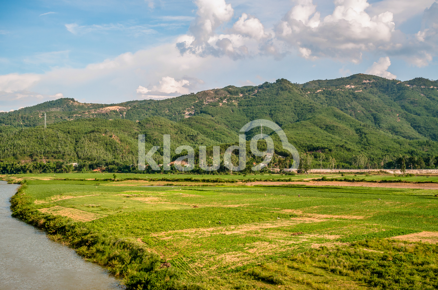 Rice fields in Quang Nam, Viet Nam