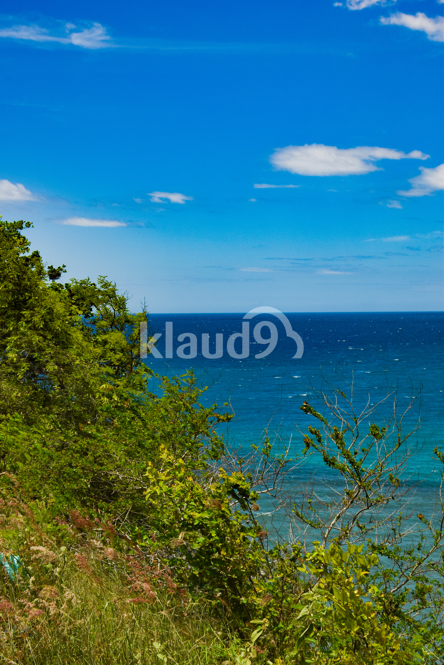 Green foliage with ocean in the background