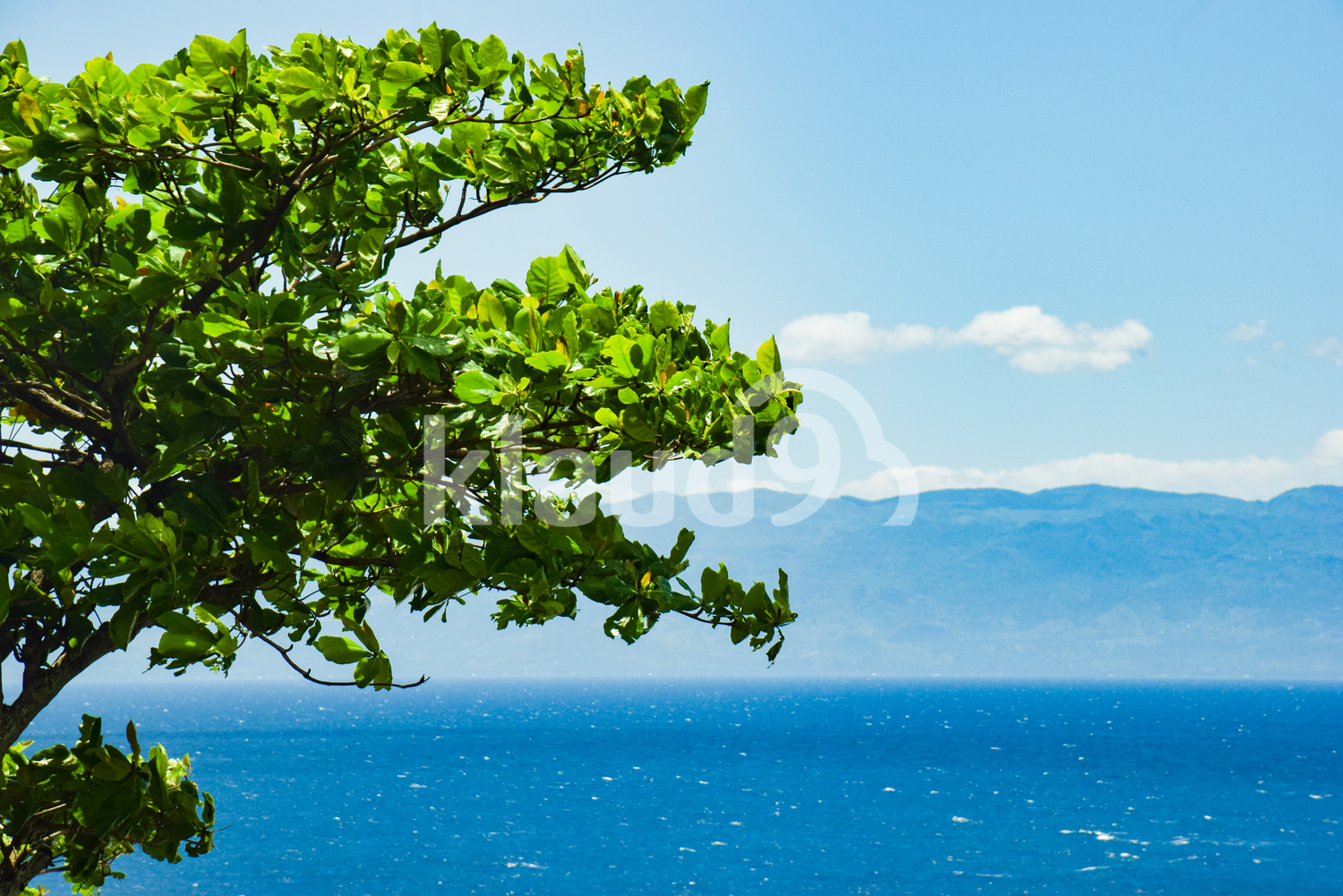 Closeup Tree